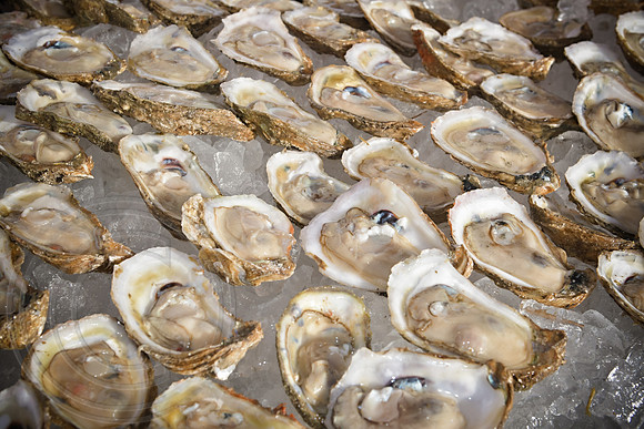 RKPhoto-LowCountry-OysterFestival-2024-047