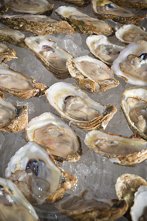 RKPhoto-LowCountry-OysterFestival-2024-048