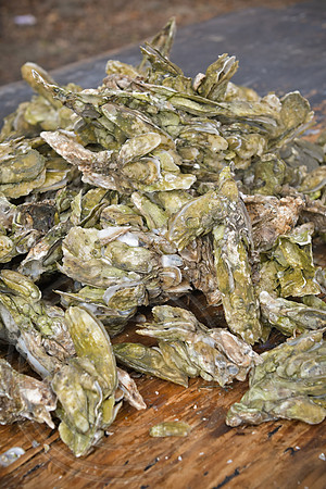 RKPhoto-LowCountry-OysterFestival-2024-117